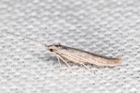 Coleophora texanella