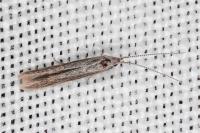 Coleophora texanella