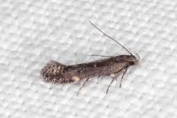 Aproaerema anthyllidella