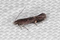 Aproaerema anthyllidella