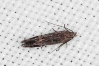 Aproaerema anthyllidella