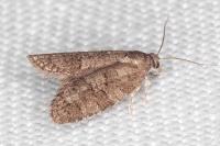 Cnephasia ecullyana