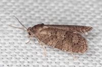 Cnephasia ecullyana