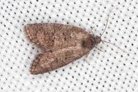 Cnephasia ecullyana