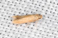 Tischeria decidua