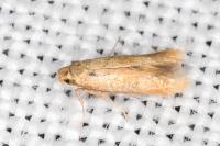 Tischeria decidua