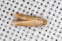 Tischeria decidua