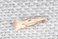 Elachista contaminatella