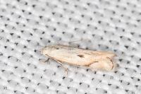 Elachista contaminatella