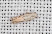 Elachista contaminatella