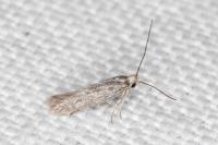 Urodeta hibernella