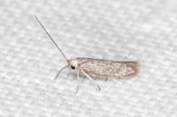 Urodeta hibernella