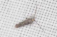 Urodeta hibernella