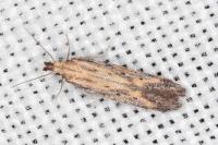 Metzneria paucipunctella
