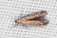 Metzneria paucipunctella
