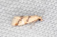 Aethes bilbaensis