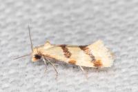 Aethes bilbaensis