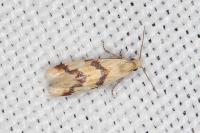 Aethes bilbaensis