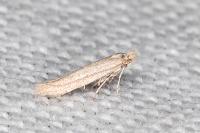 Bedellia ehikella