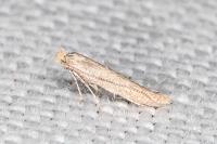 Bedellia ehikella