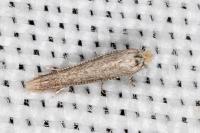 Bedellia ehikella