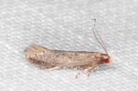 Stomopteryx spathulella