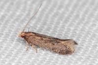 Stomopteryx spathulella