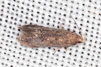Stomopteryx spathulella