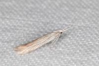 Coleophora chamaedriella