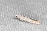 Coleophora chamaedriella