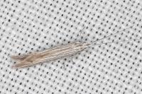 Coleophora chamaedriella