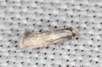 Elachista lugdunensis