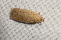 Agonopterix rotundella