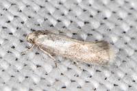 Elachista lugdunensis
