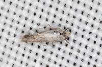 Elachista lugdunensis