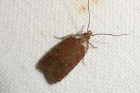Agonopterix cnicella