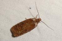 Agonopterix cnicella