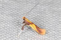 Caloptilia alchimiella
