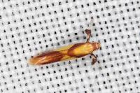 Caloptilia alchimiella