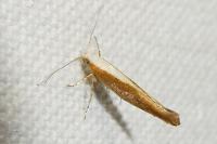 Argyresthia albistria/semitestacella