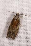 Epinotia nisella
