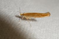 Argyresthia albistria/semitestacella