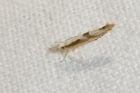 Argyresthia bonnetella
