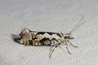 Ypsolopha sequella