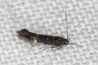 Aproaerema anthyllidella