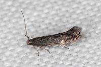 Aproaerema anthyllidella
