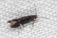 Aproaerema anthyllidella