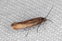 Scythris subseliniella