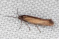 Scythris subseliniella