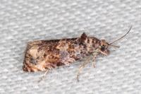 Endothenia oblongana